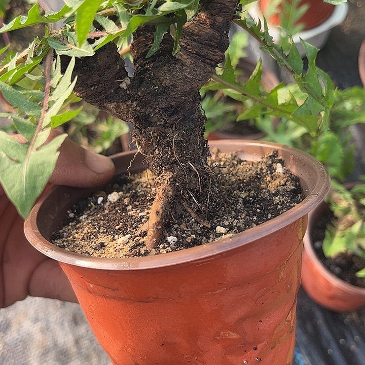 卡***姐当前无花栽培后可以开花千层皇蒲公英