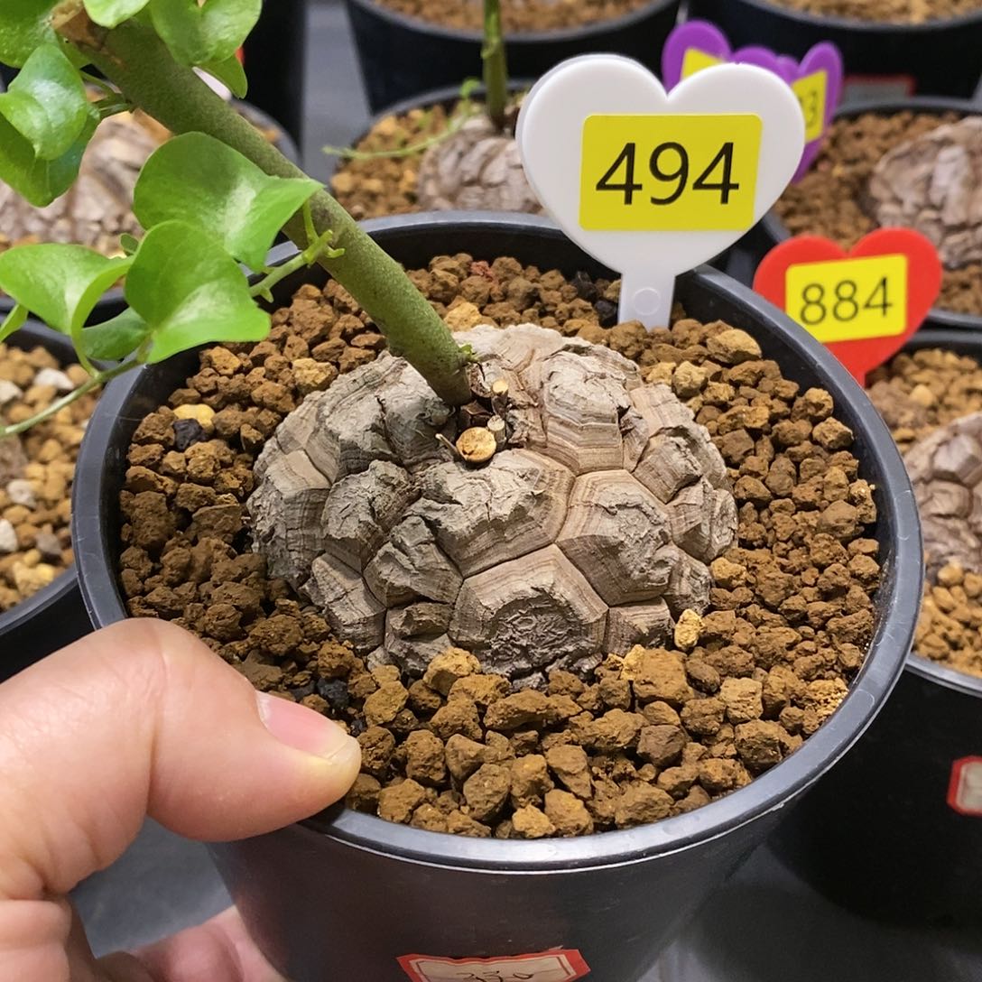 南非龟甲龙龟甲龙