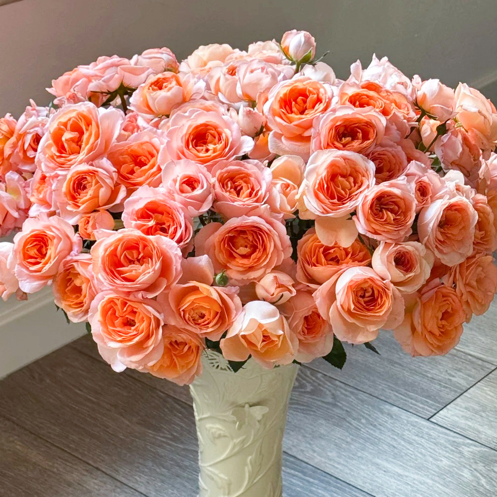 云花巷# 【橘子海】稀有小众品种