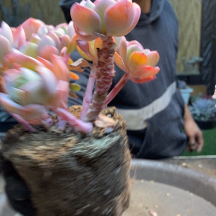 爱***己17号白月光多肉植物