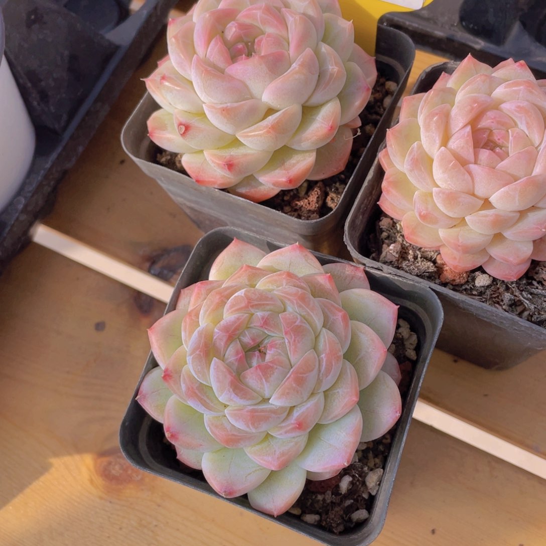 386号 精品天花板白桃汽水单头一个