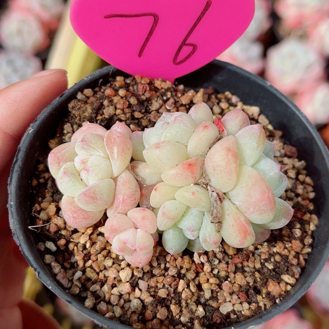 76号小老桩冰玉群