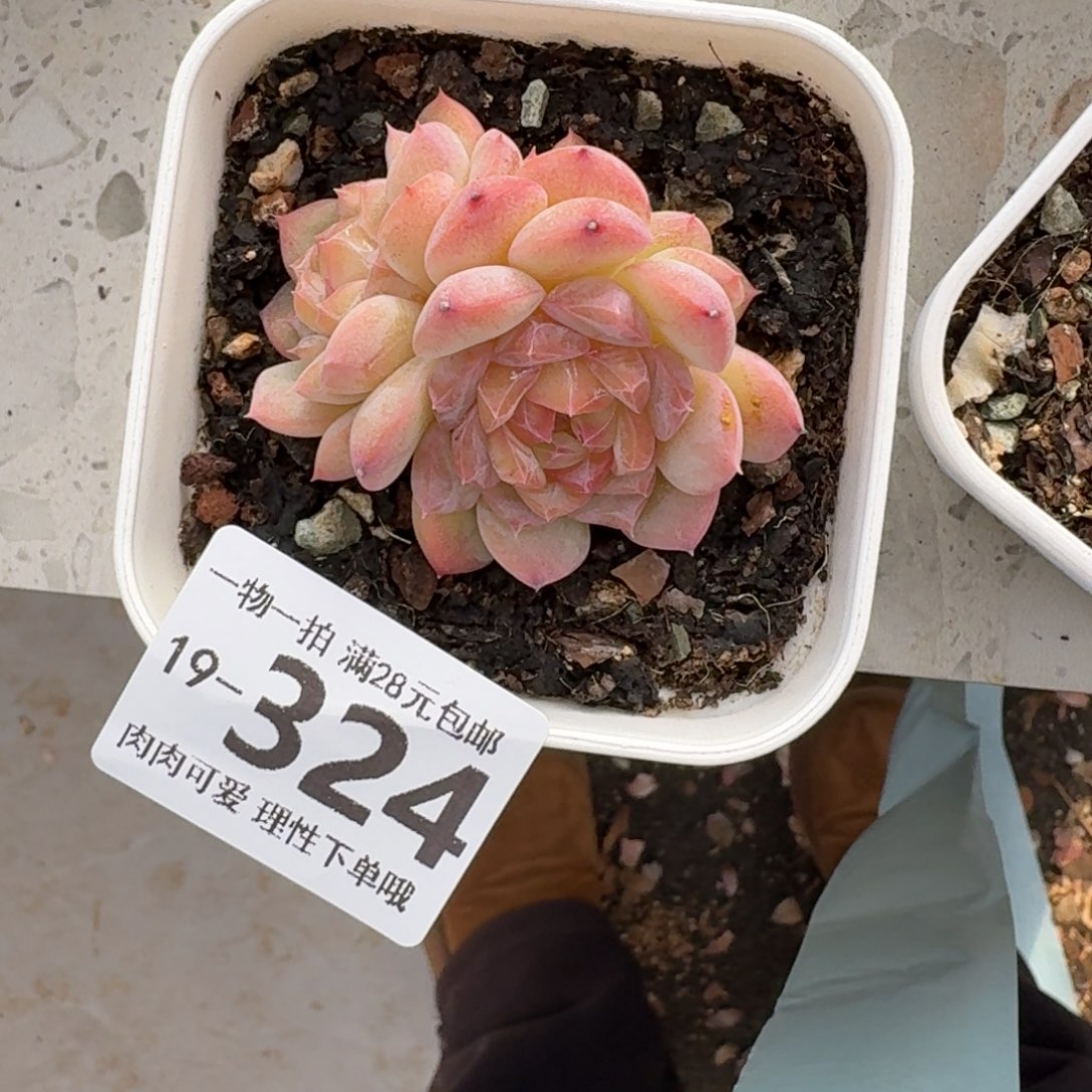 吃***豆七仙女无盆土发货