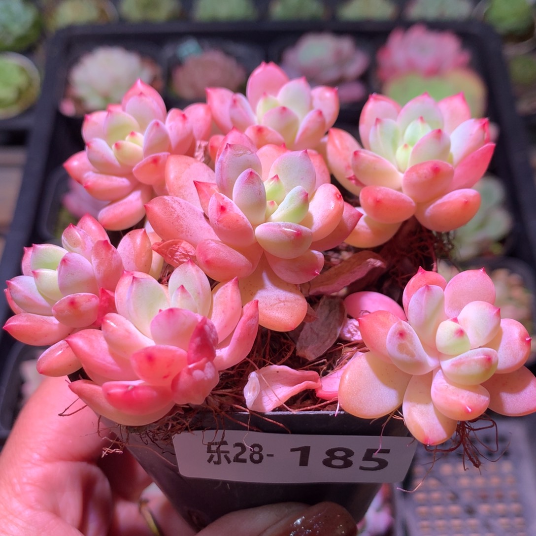 乐然28-185 新品群 