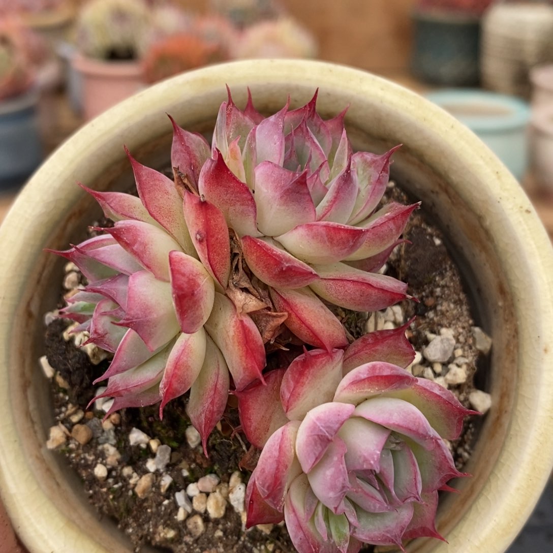 一物一拍拍精品多肉_28不包散