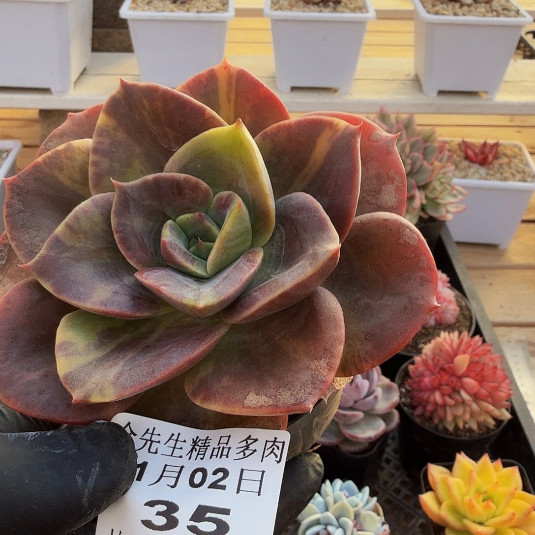 0102-35布鲁门卡锦