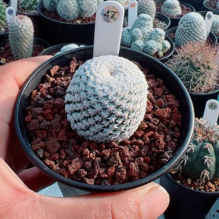 完全开放白鸟带盆发