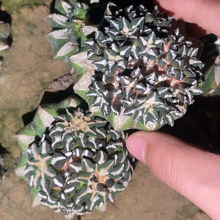 蕾***靴哈哈哈哈哈哈哈哈哈