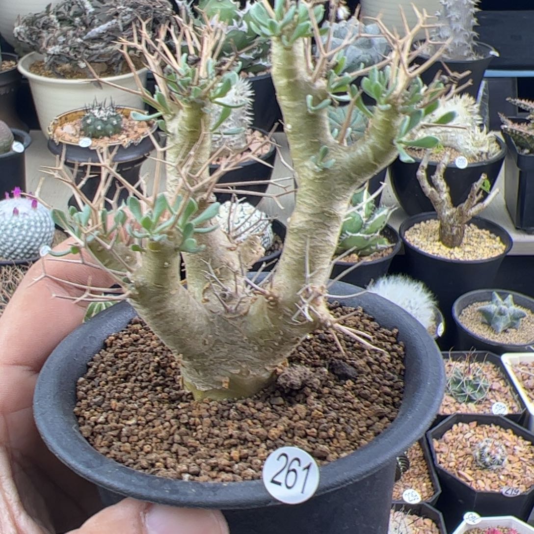 黑鬼殿厚敦菊一物一拍261