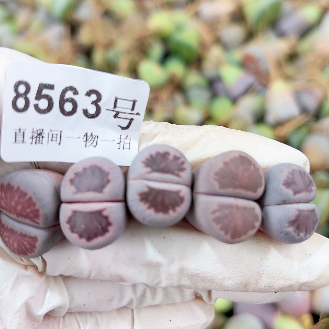 8563 好养易活生石花大母本5个紫菊