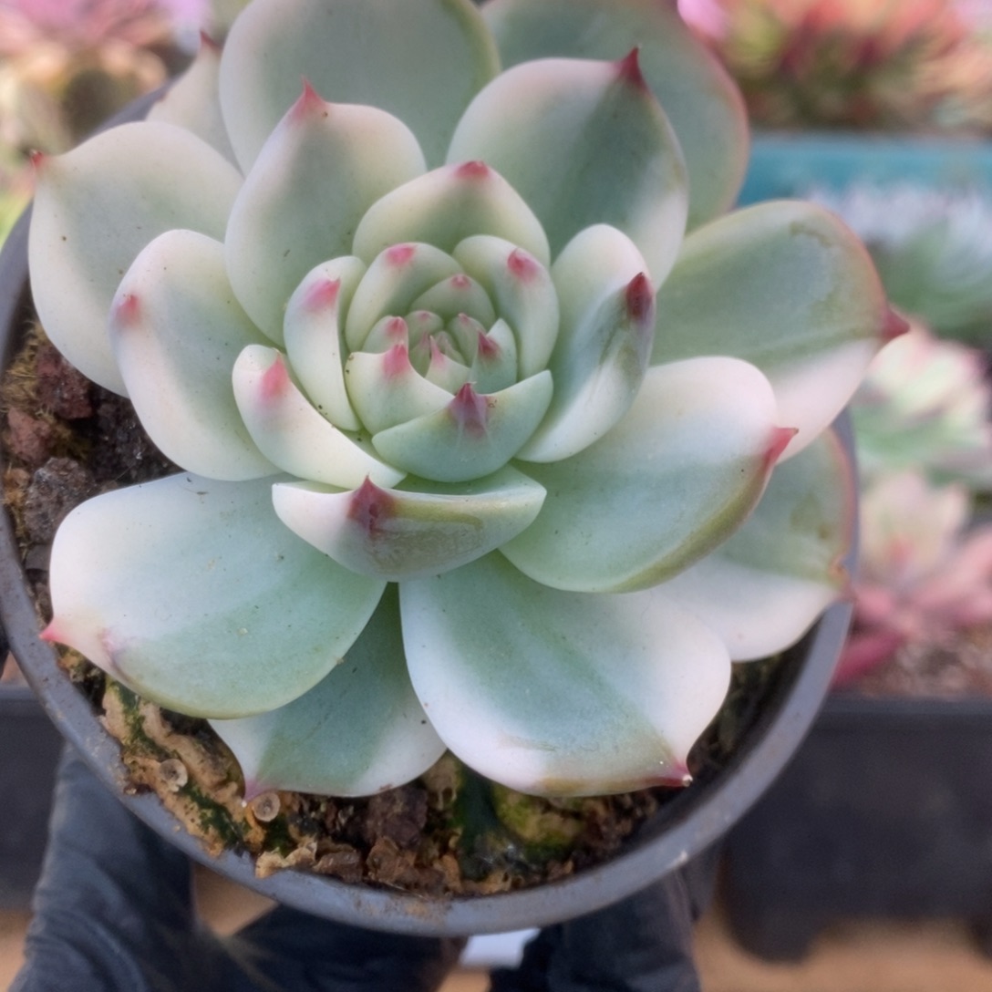 033锦锦锦锦锦锦锦锦