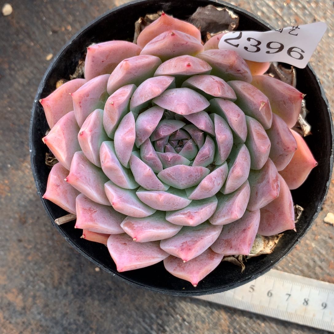 2396杂交精品基地9厘米