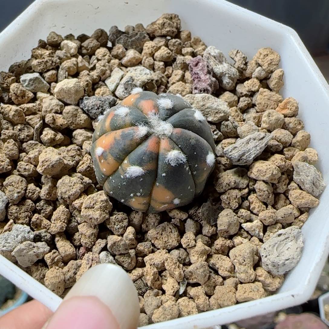 实生细绒虎斑兜锦多肉