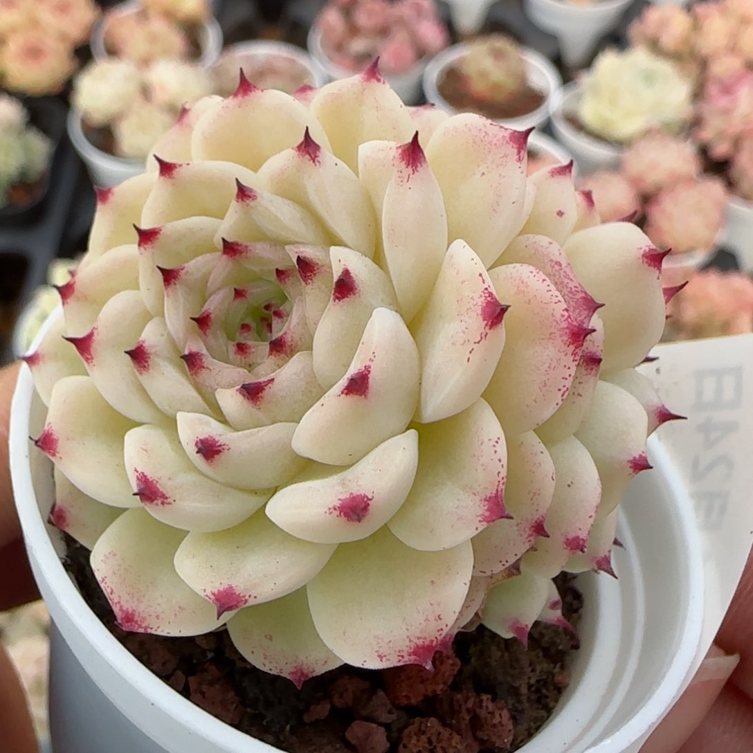 用****9花语逸境0124-324