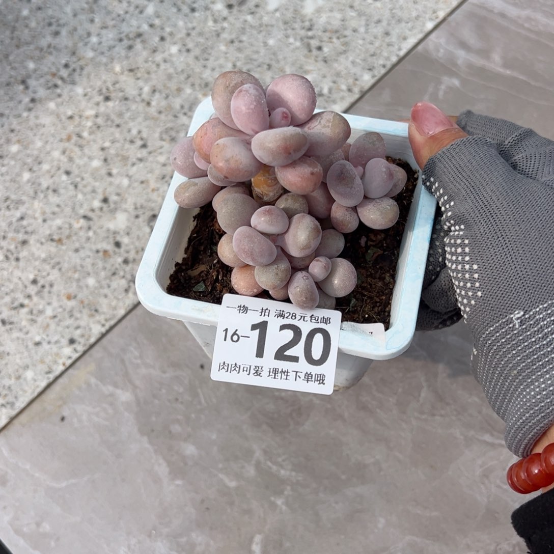 桃蛋多肉多肉多肉多肉多肉多肉