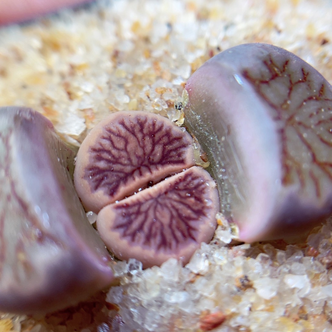 672生石花带盆发