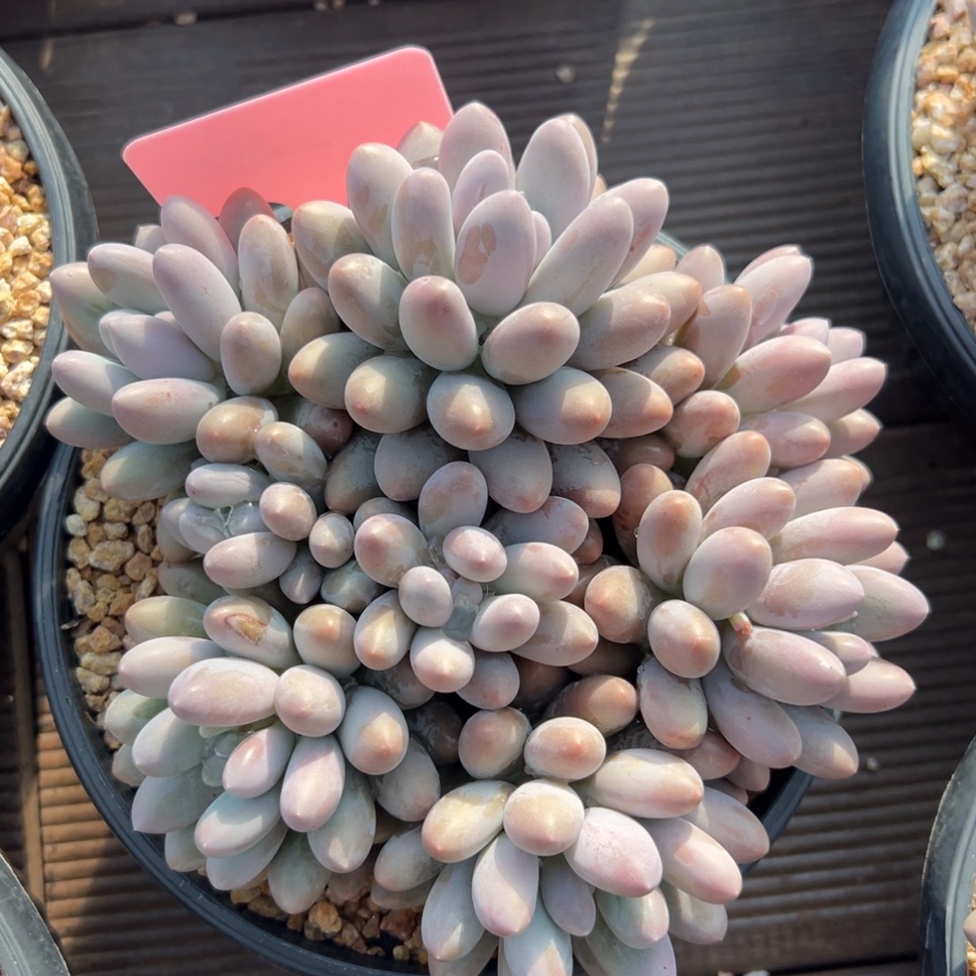 汤圆1111111111111111