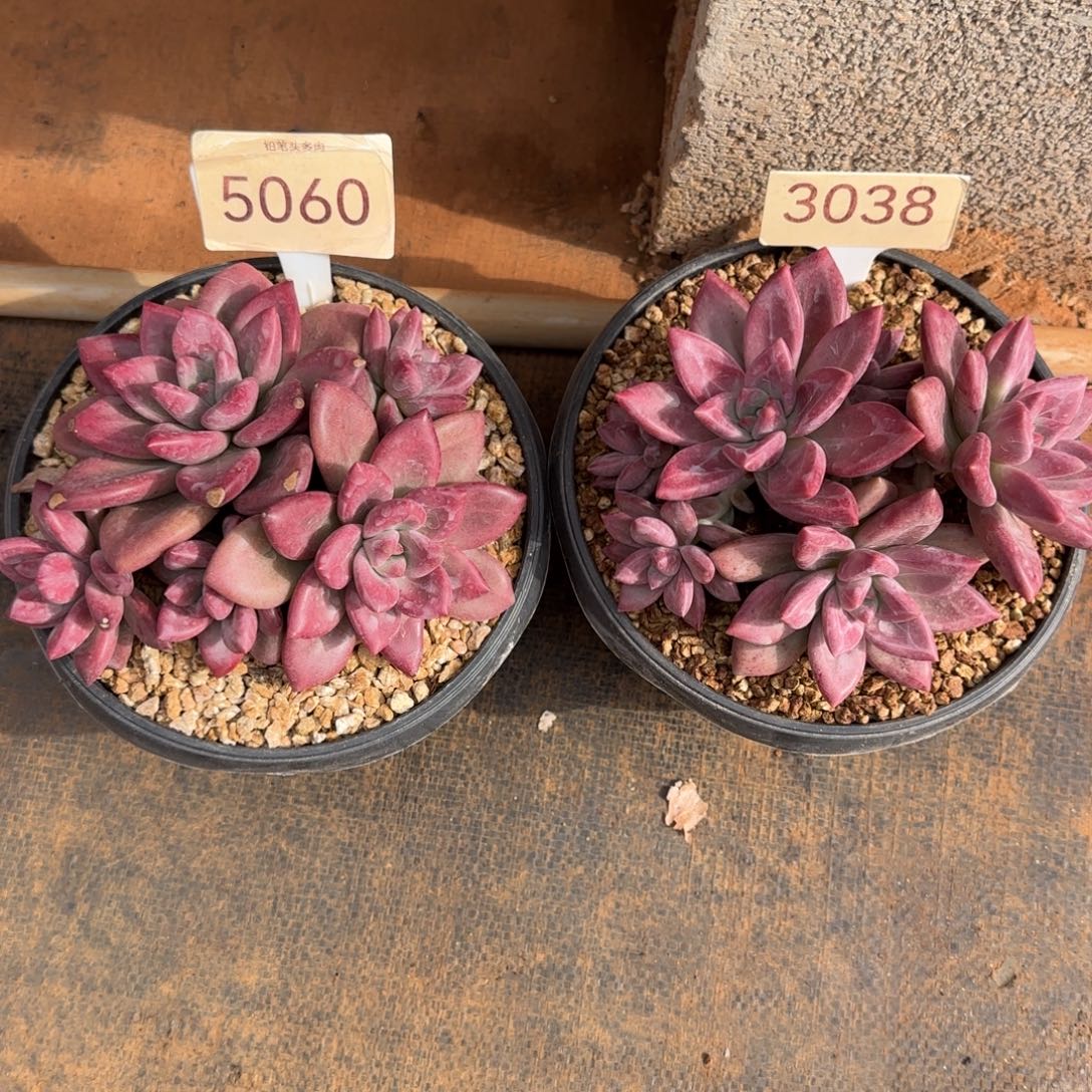 平***淡5060。  3038。  赫菲两颗