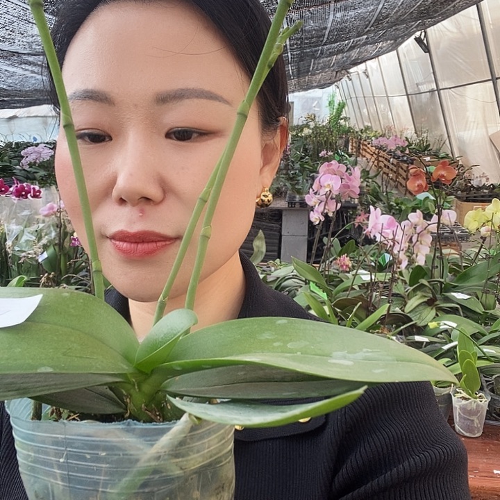 无花朵祥云蝴蝶兰