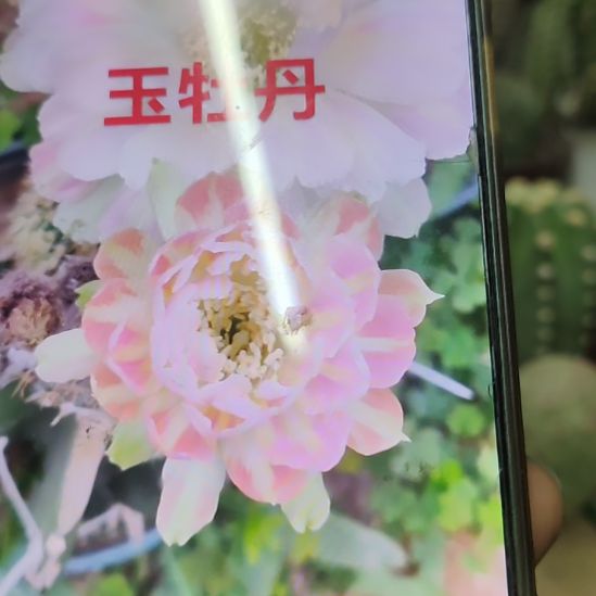 仙人球丽花玉牡丹侧芽