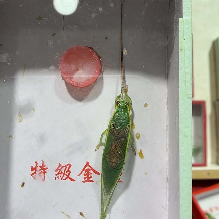 和***谐蟋蟀橙杆一条包邮