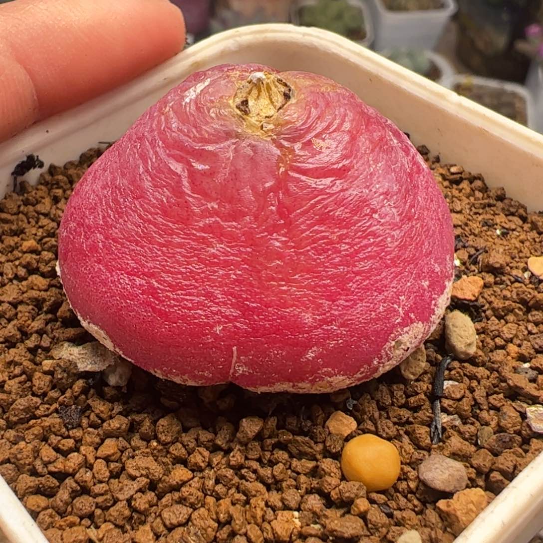 3.6厘米母本灯泡多肉植物百科