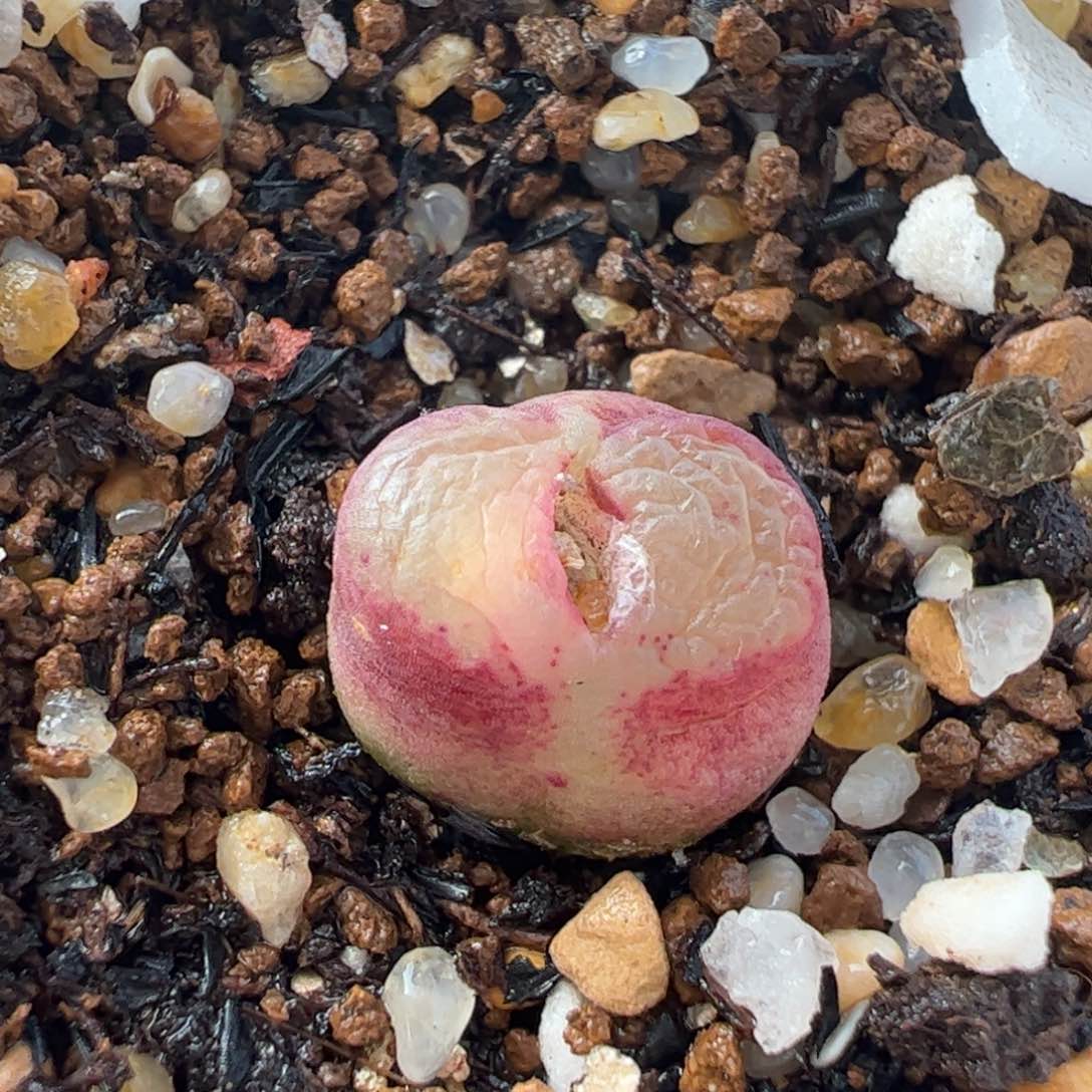 雪茄多肉植物百科