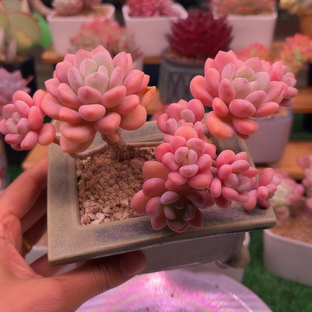 达芙妮不带盆土发货