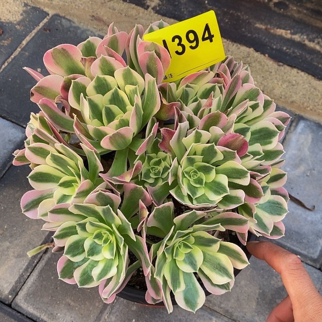 394白风丛林33333333