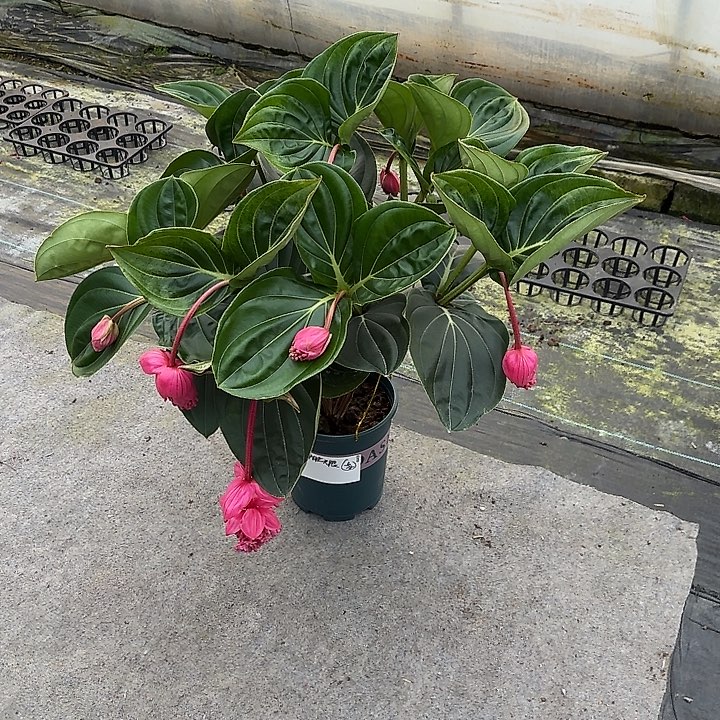 阳**线宝莲灯特大老桩带花苞