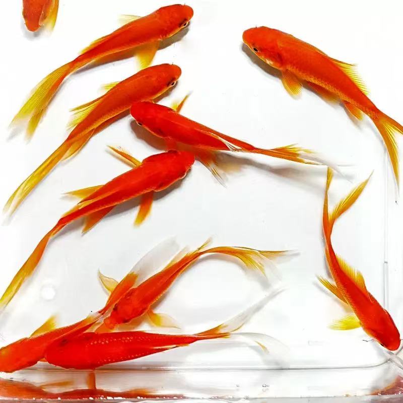 生鲜冷链包邮21条4-6厘米火焰红草金鱼冷水鱼耐活渔场直发