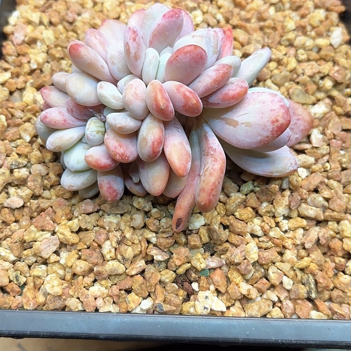 多肉植物，粉兔缀