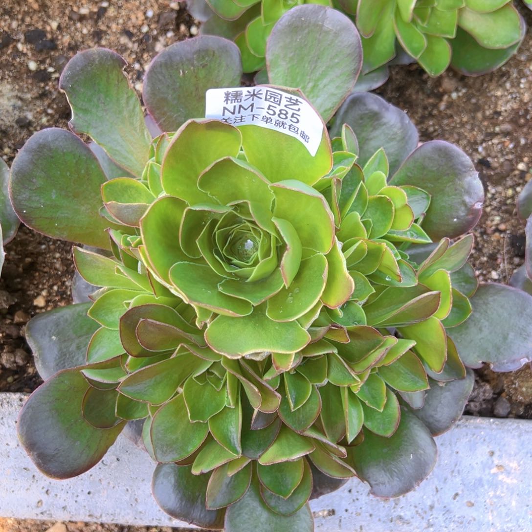 魅金玫瑰多肉植物585