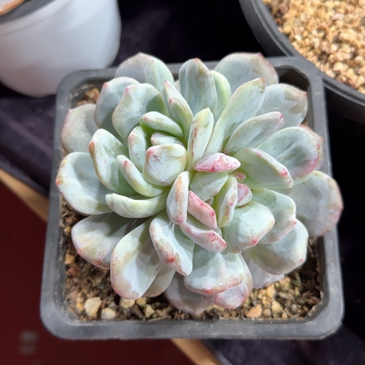 12厘米左右一物一拍的