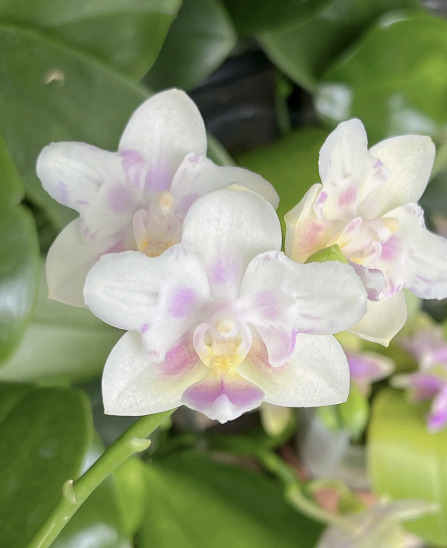 蝴蝶兰雪花变异2.5寸