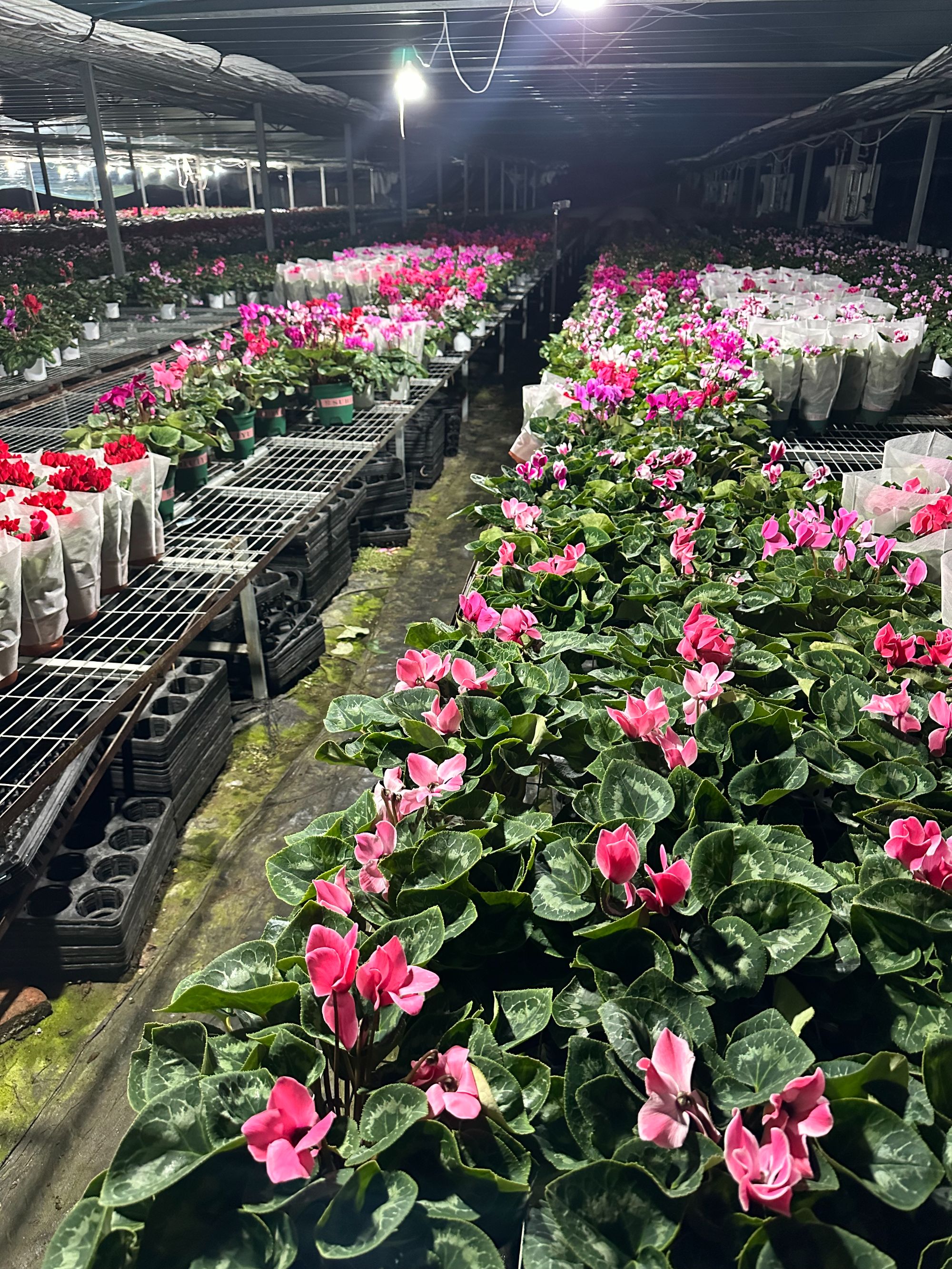 孙先生一代仙客来（一物一拍）