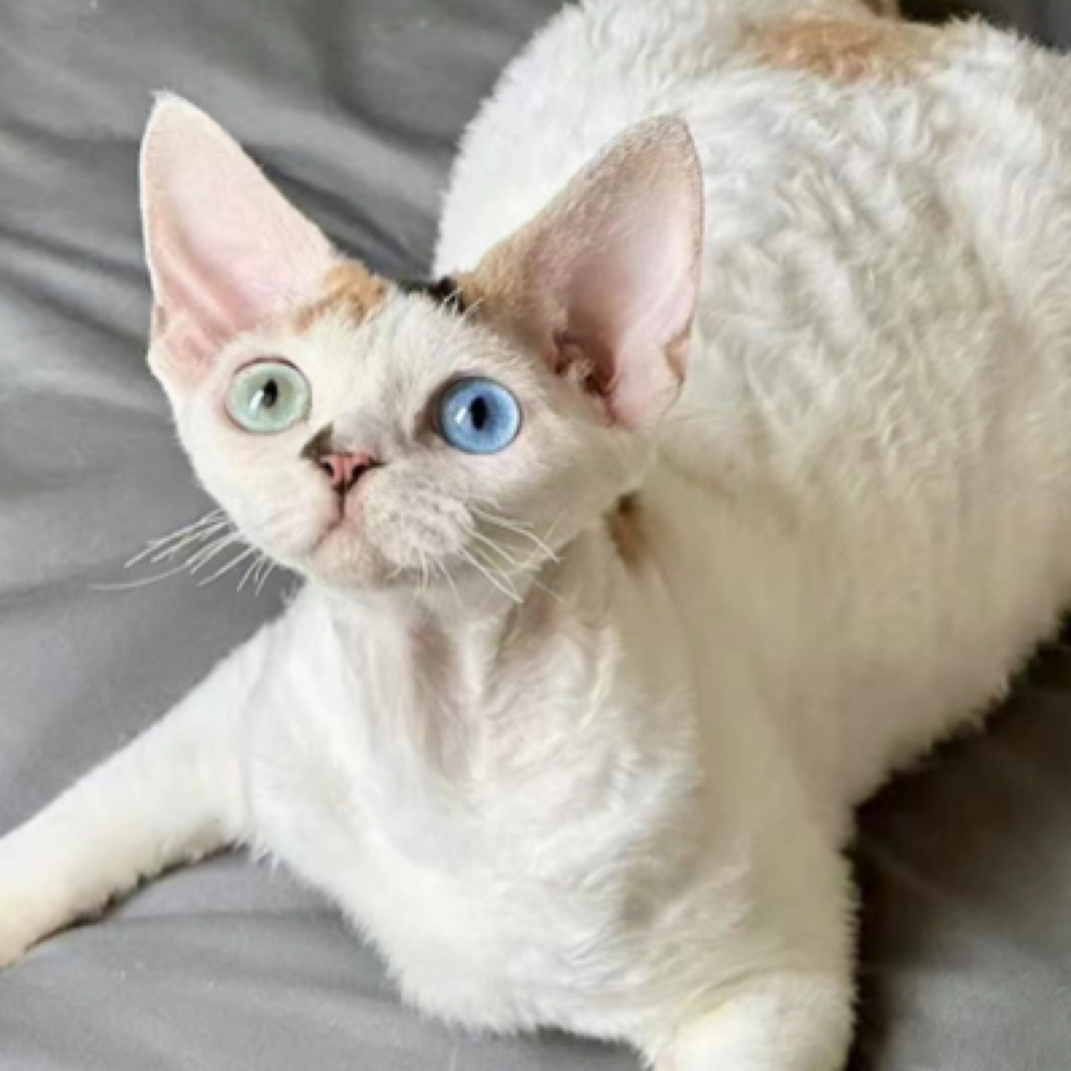 奶mer德文的赛级德文卷毛猫花色可选