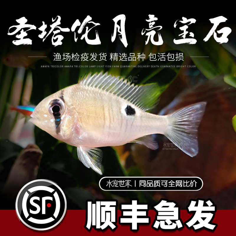 印尼圣塔伦月亮鱼活体三点宝石藩王牛头和尚食土鲷鱼申古宝石鱼