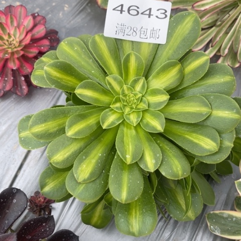 琉璃多肉多肉4643