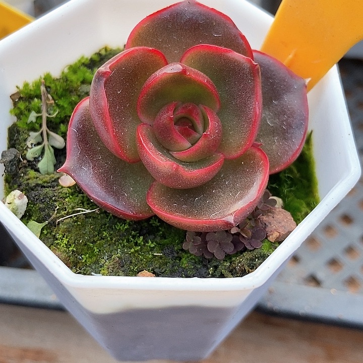 多肉植物红灯521