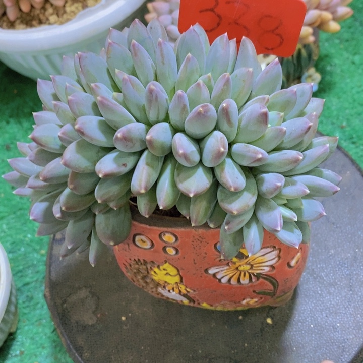 是因为她太喜欢了所以