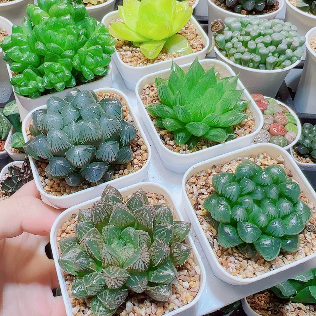 6颗玉露拼盘，18.8，6666