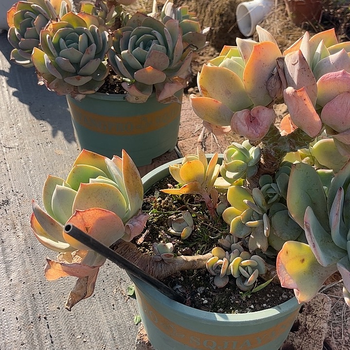 誓***言640白凤脱土发货不退不换