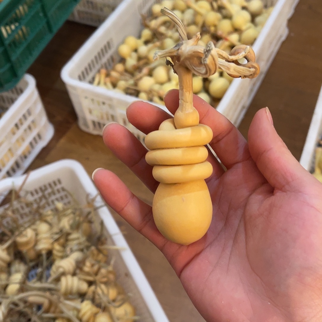 俯***云大叶紫檀（黑酸枝木类）