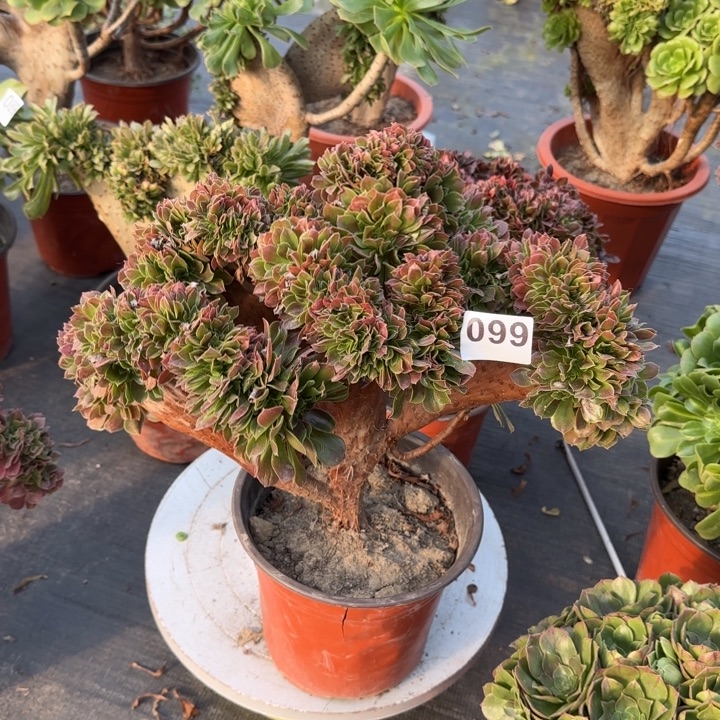 多肉植物玫瑰缀099
