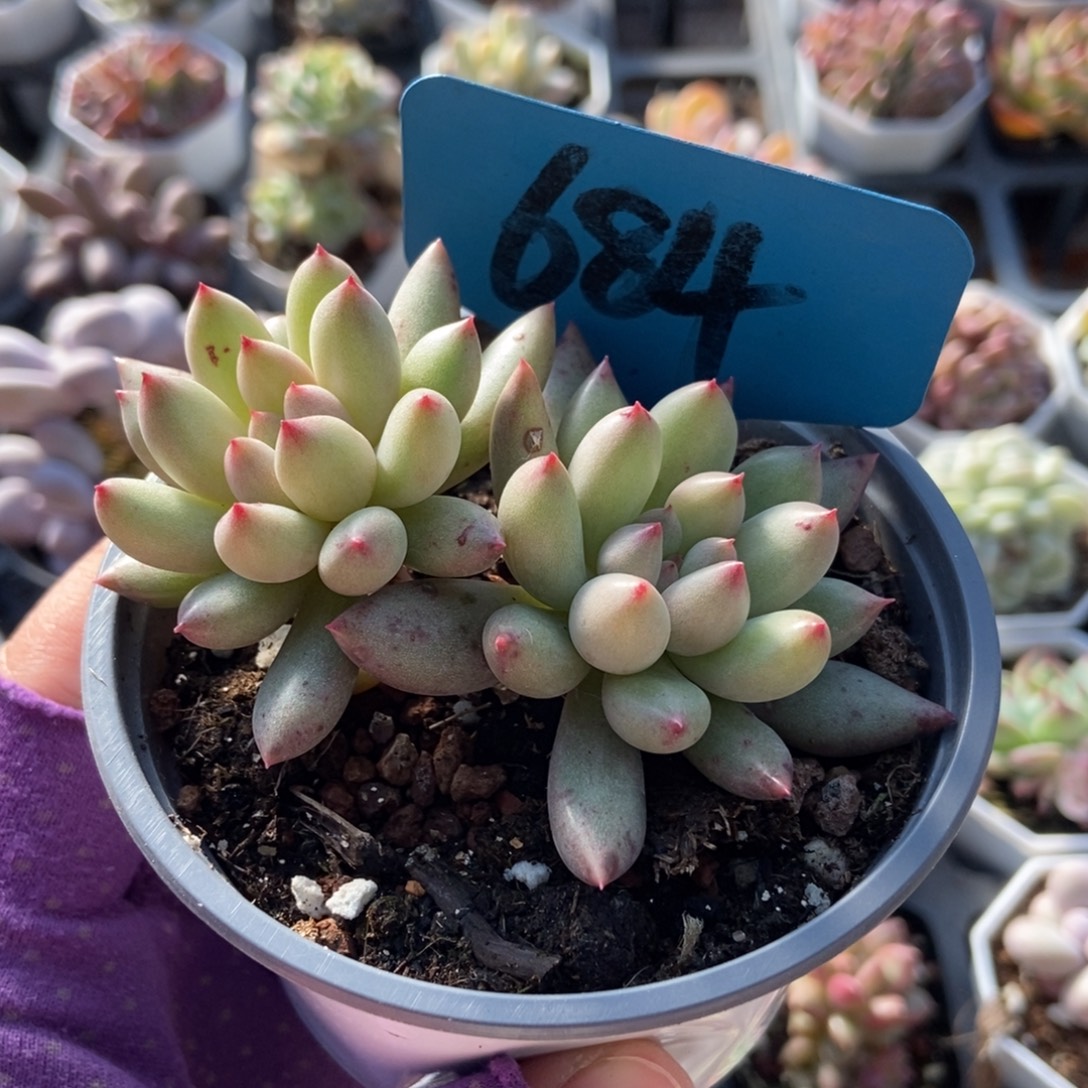 684岩字多肉植物多肉