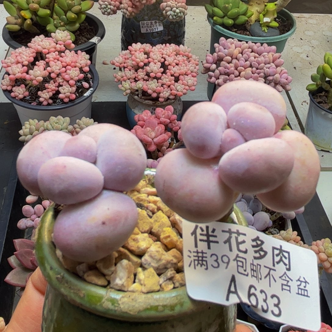 633橙奶5cm多肉植物