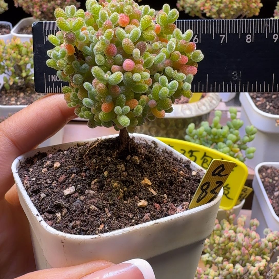 a83号橘子糖冠服5.5厘米左右