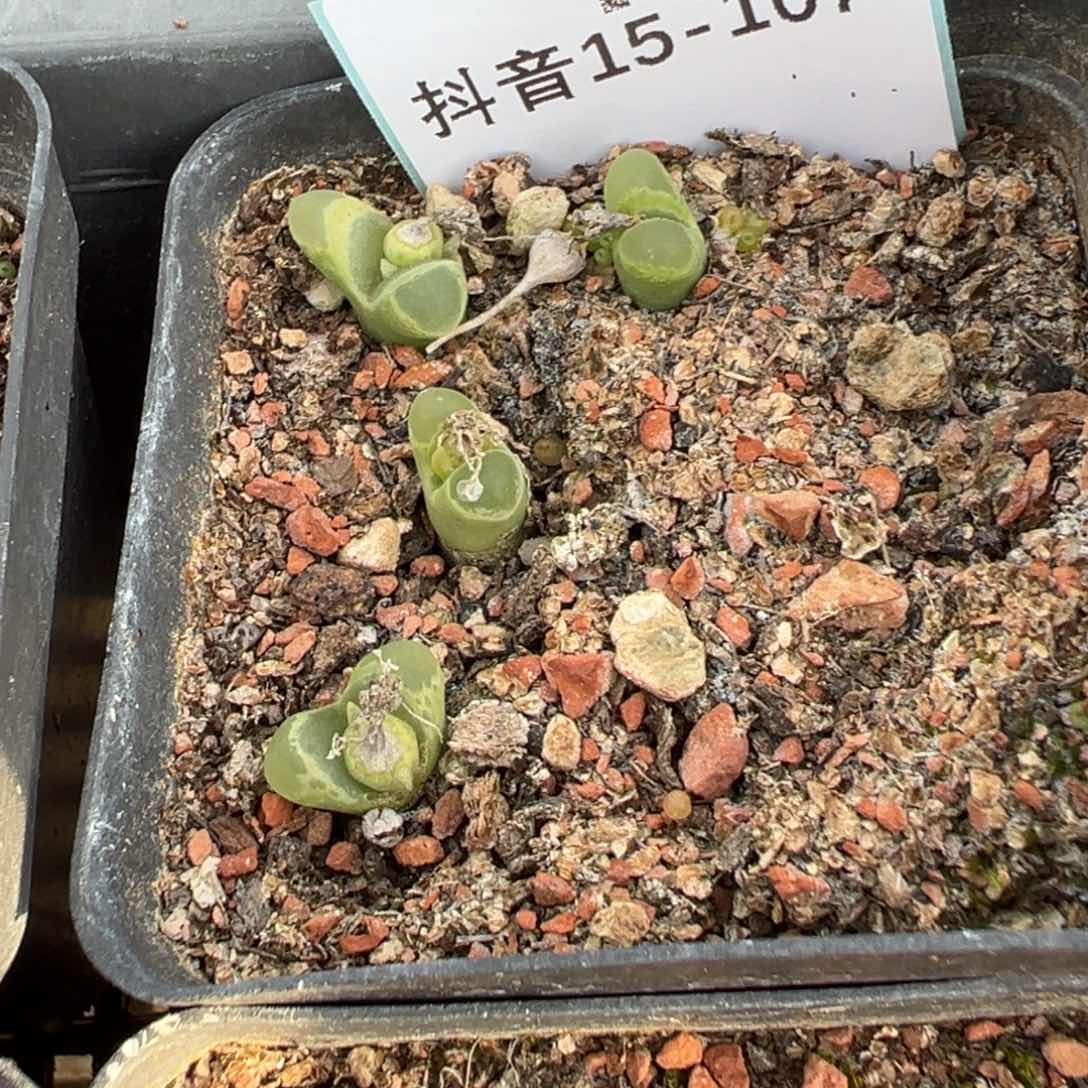 15-107肉锥多肉植物