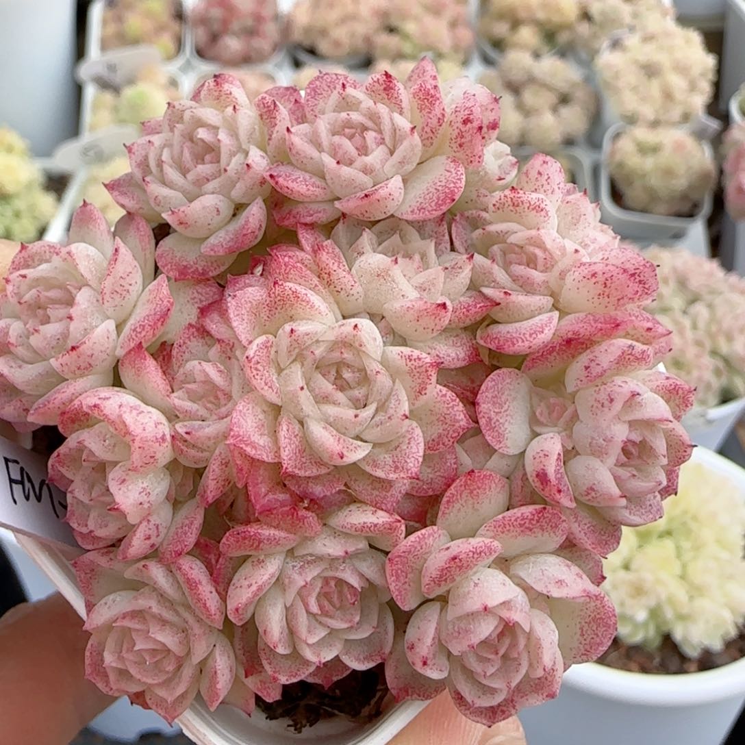 【闪购商品】0223-112（fm-30）